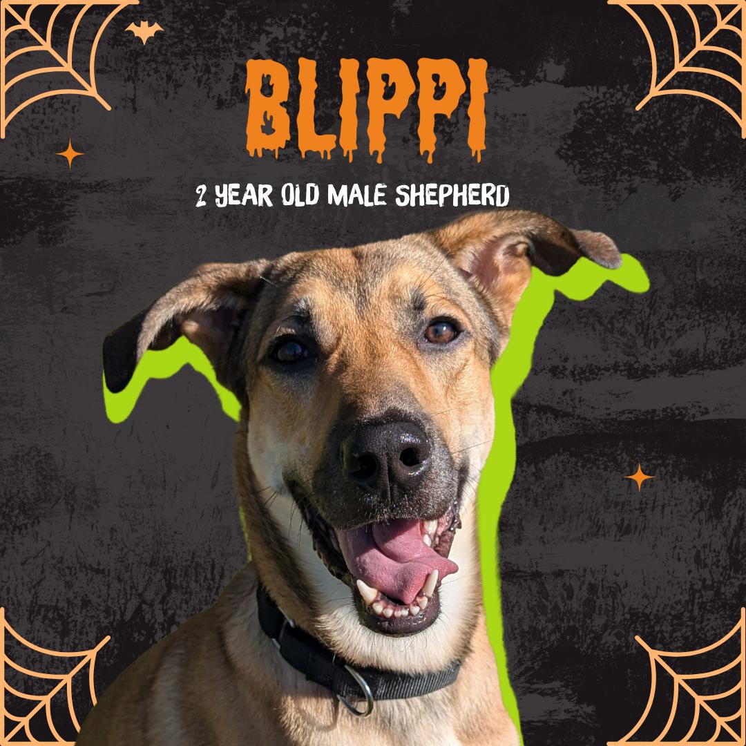 Blippi, an adoptable Mixed Breed in Oconto, WI, 54153 | Photo Image 1