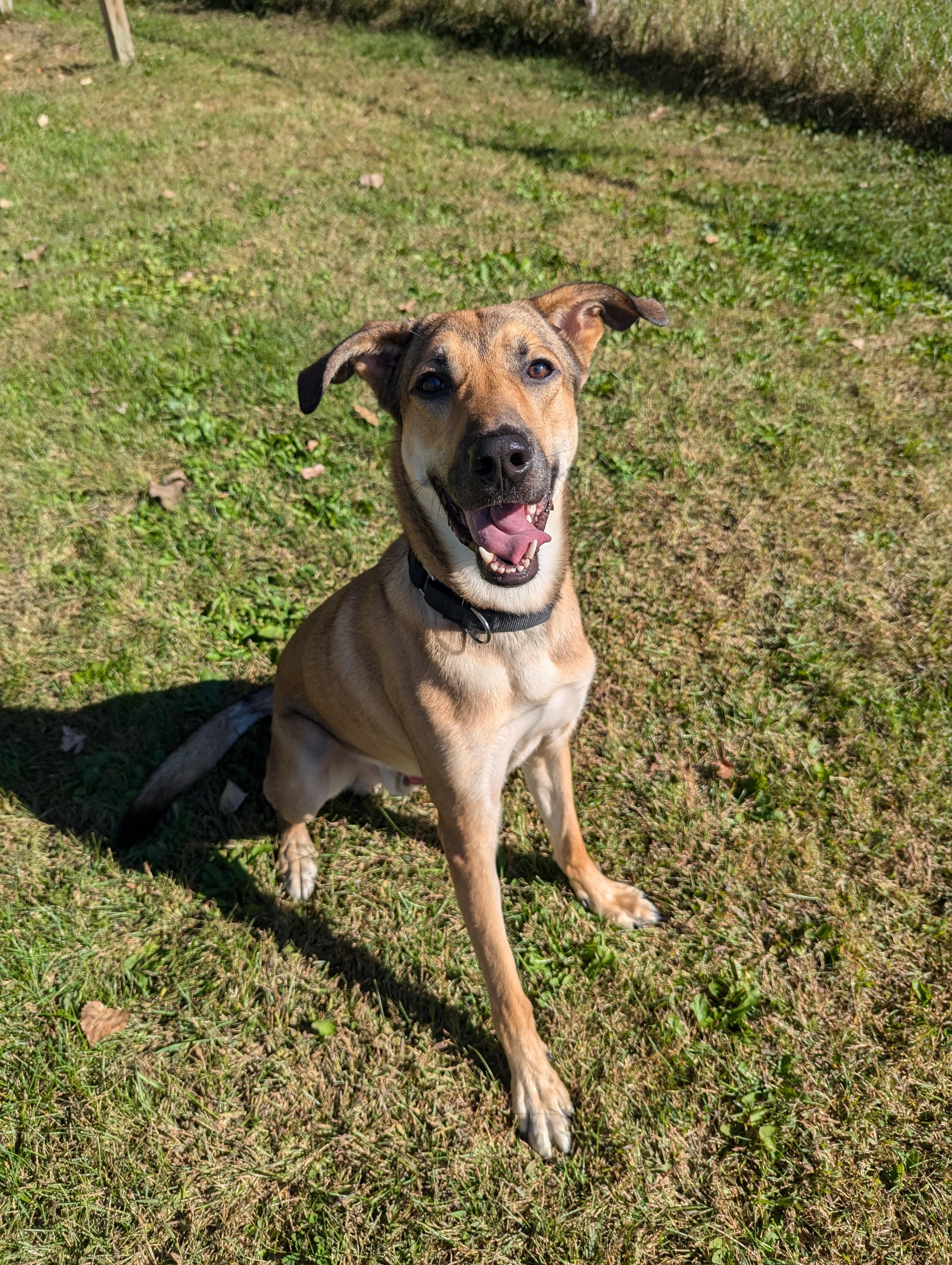 Blippi, an adoptable Mixed Breed in Oconto, WI, 54153 | Photo Image 2