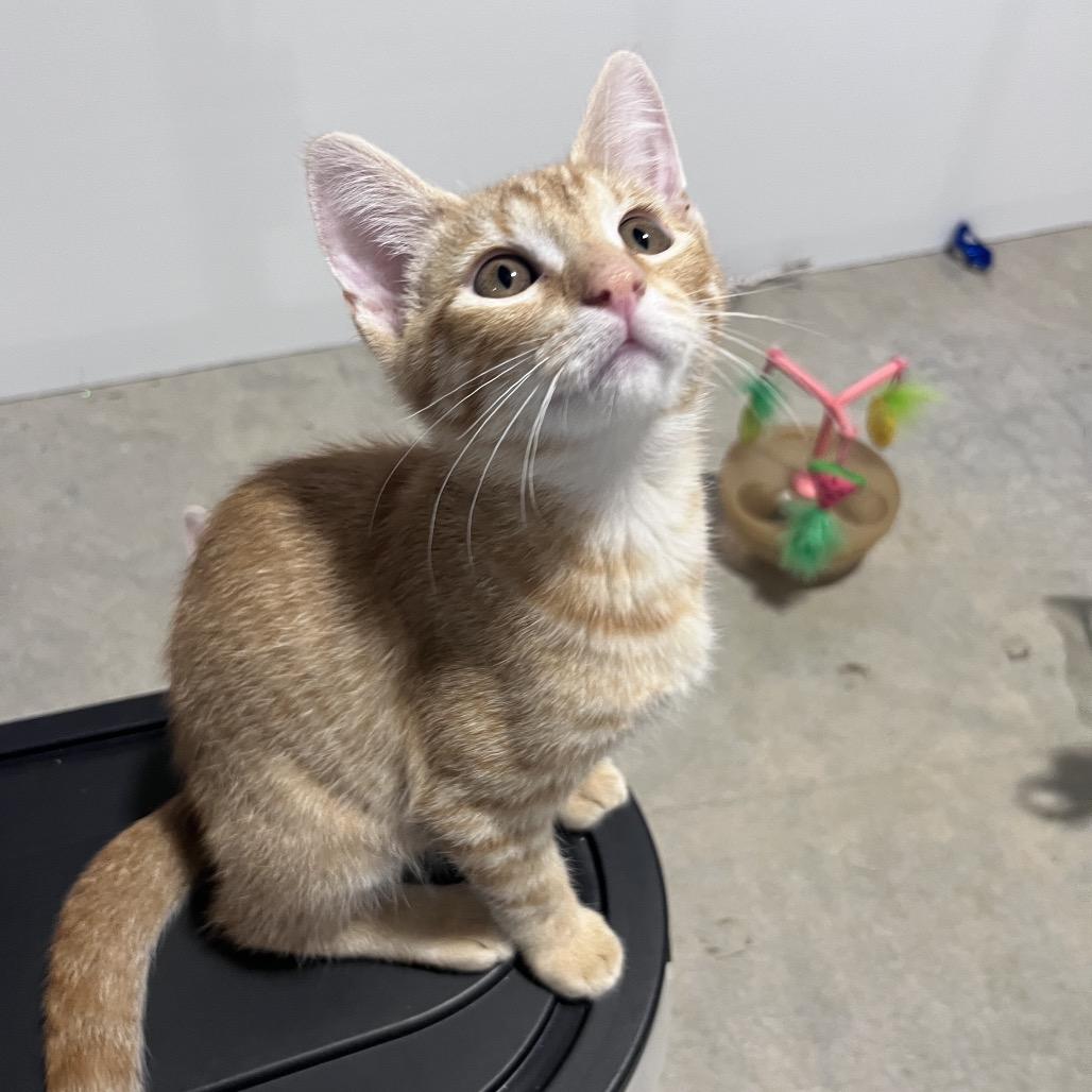 Sunny, a Adoptable Domestic Short Hair in Overland Park, KS image 1/3