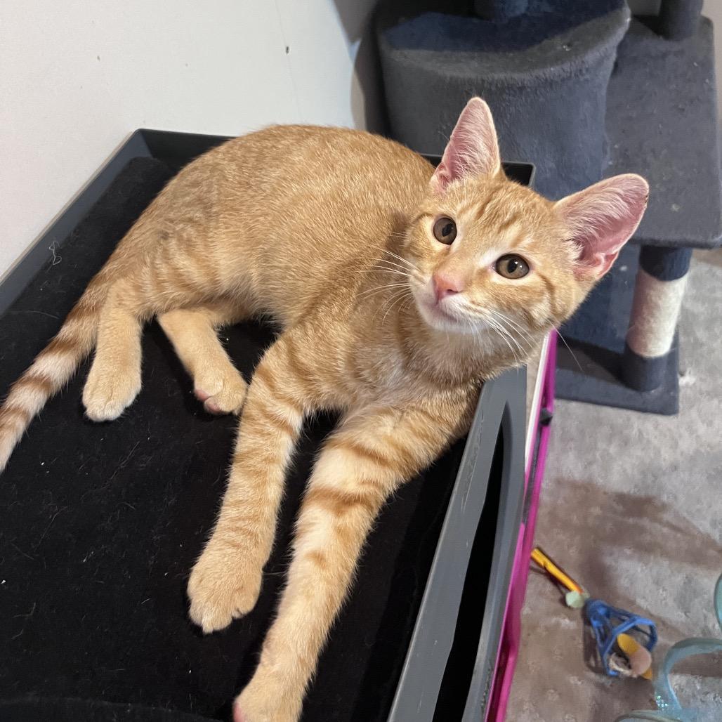 Sunny, a Adoptable Domestic Short Hair in Overland Park, KS image 2/3