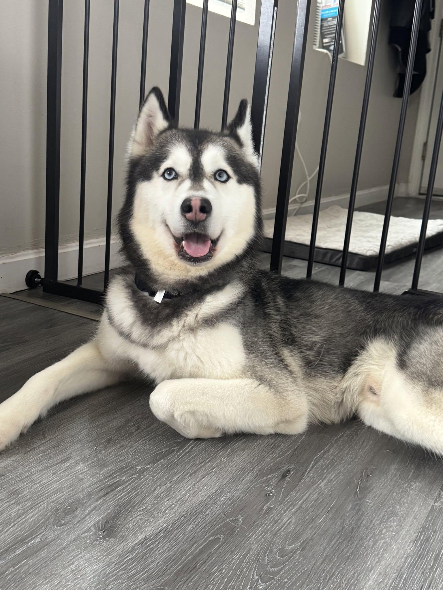 Kylo, a ADOPTABLE Husky in Acushnet, MA image 2/3