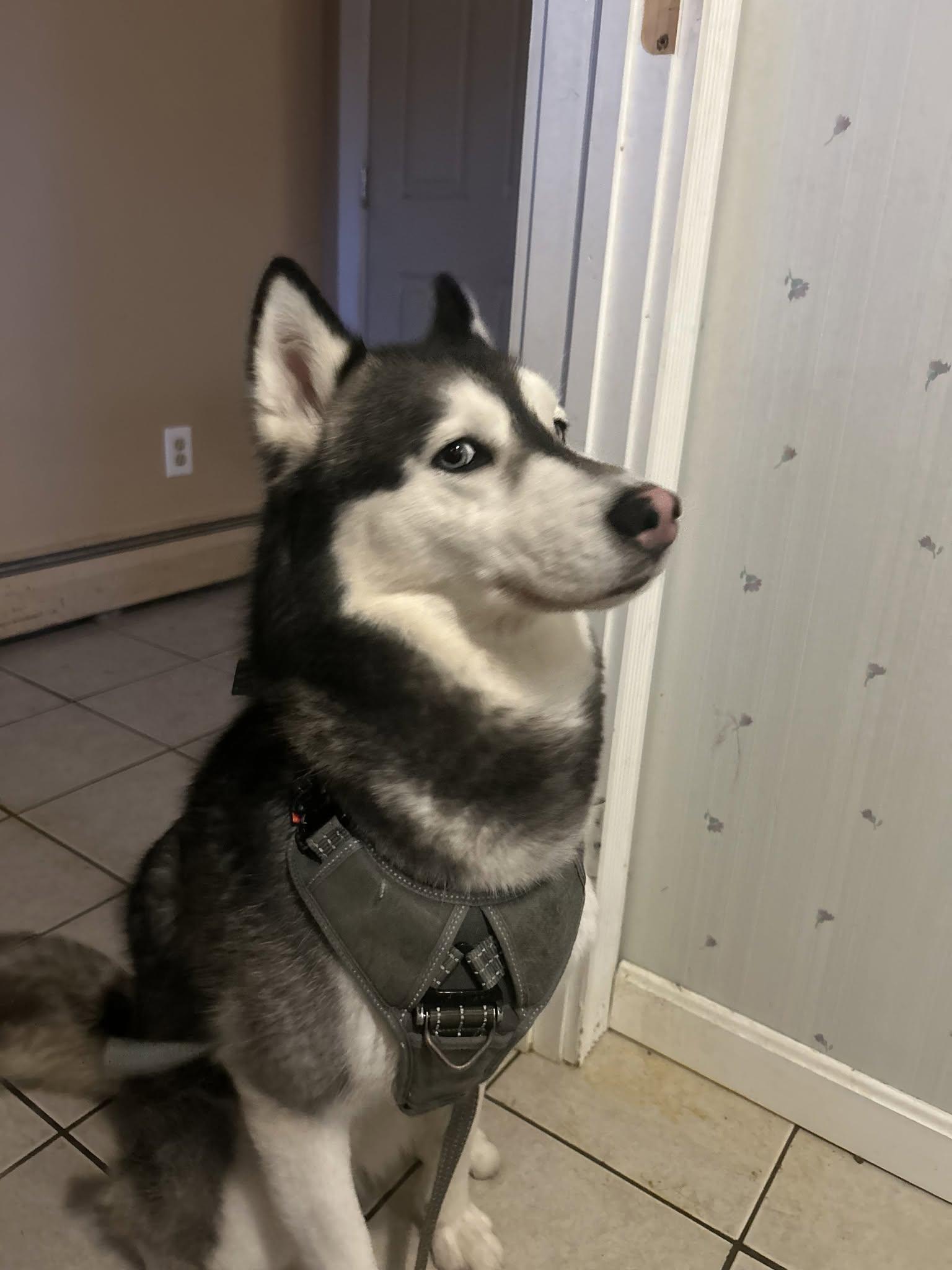 Kylo, a ADOPTABLE Husky in Acushnet, MA image 1/3