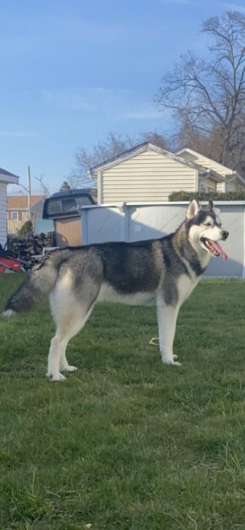 Kylo, a ADOPTABLE Husky in Acushnet, MA image 3/3