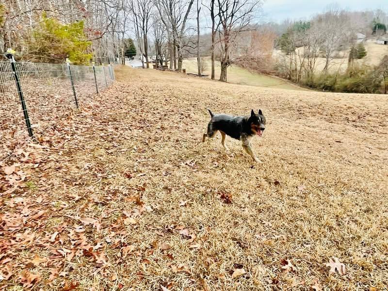 Chuppy, a Adoptable Australian Cattle Dog / Blue Heeler in Richmond , VA image 6/6
