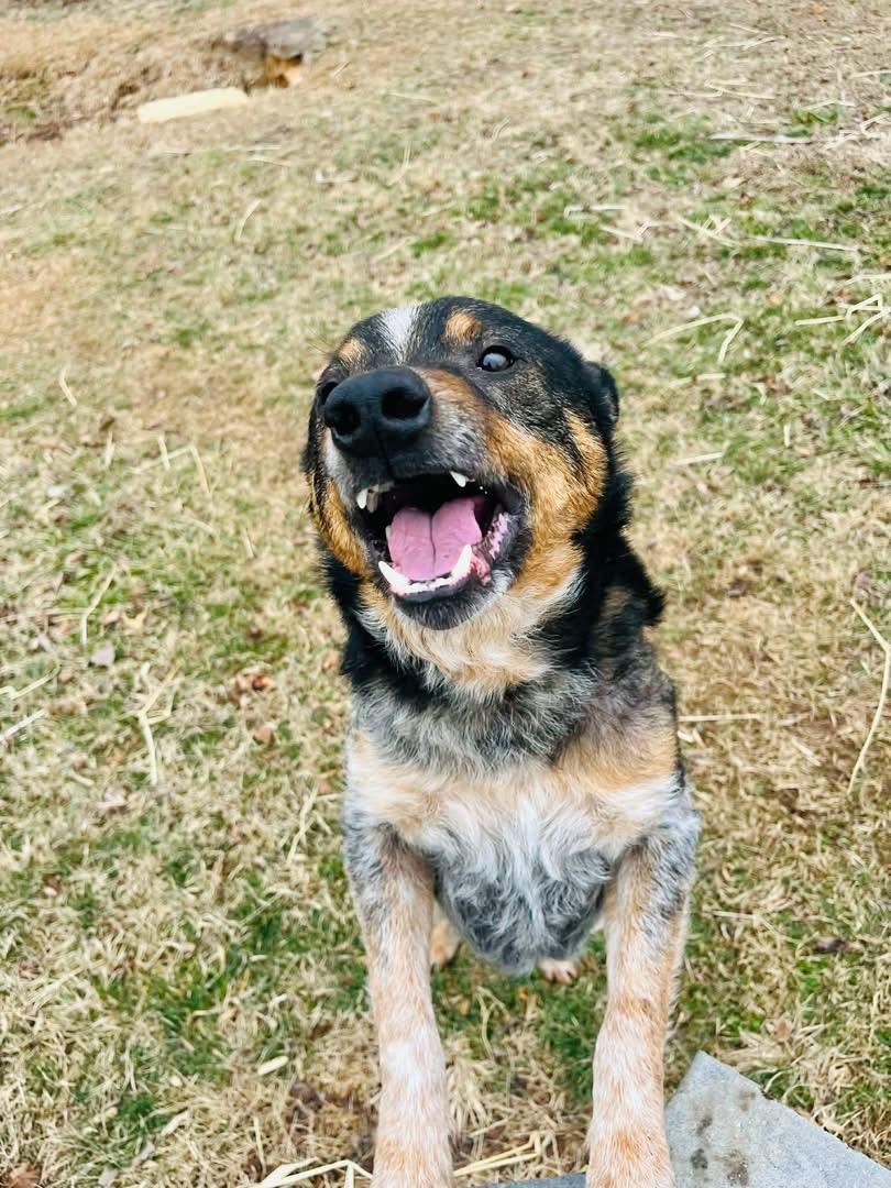 Chuppy, a Adoptable Australian Cattle Dog / Blue Heeler in Richmond , VA image 2/6