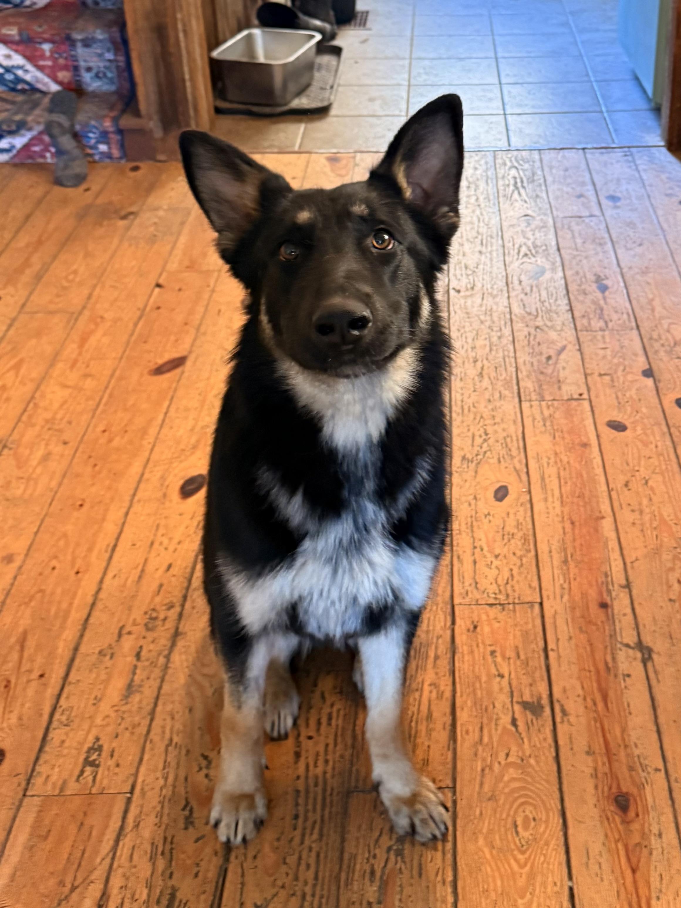 Enlarge Sakari, an adopted German Shepherd Dog in Milford, NY image 2/6