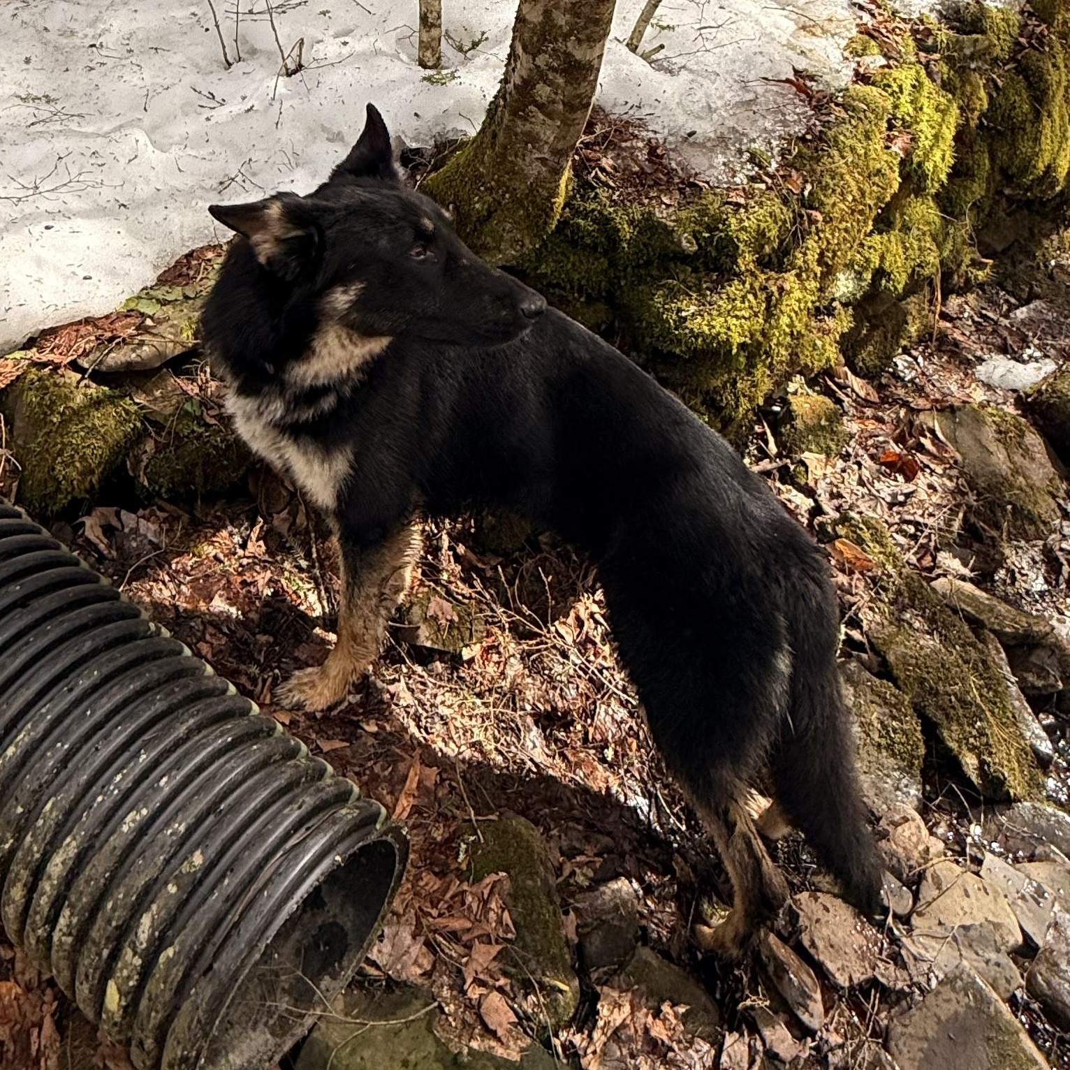 Enlarge Sakari, an adopted German Shepherd Dog in Milford, NY image 5/6