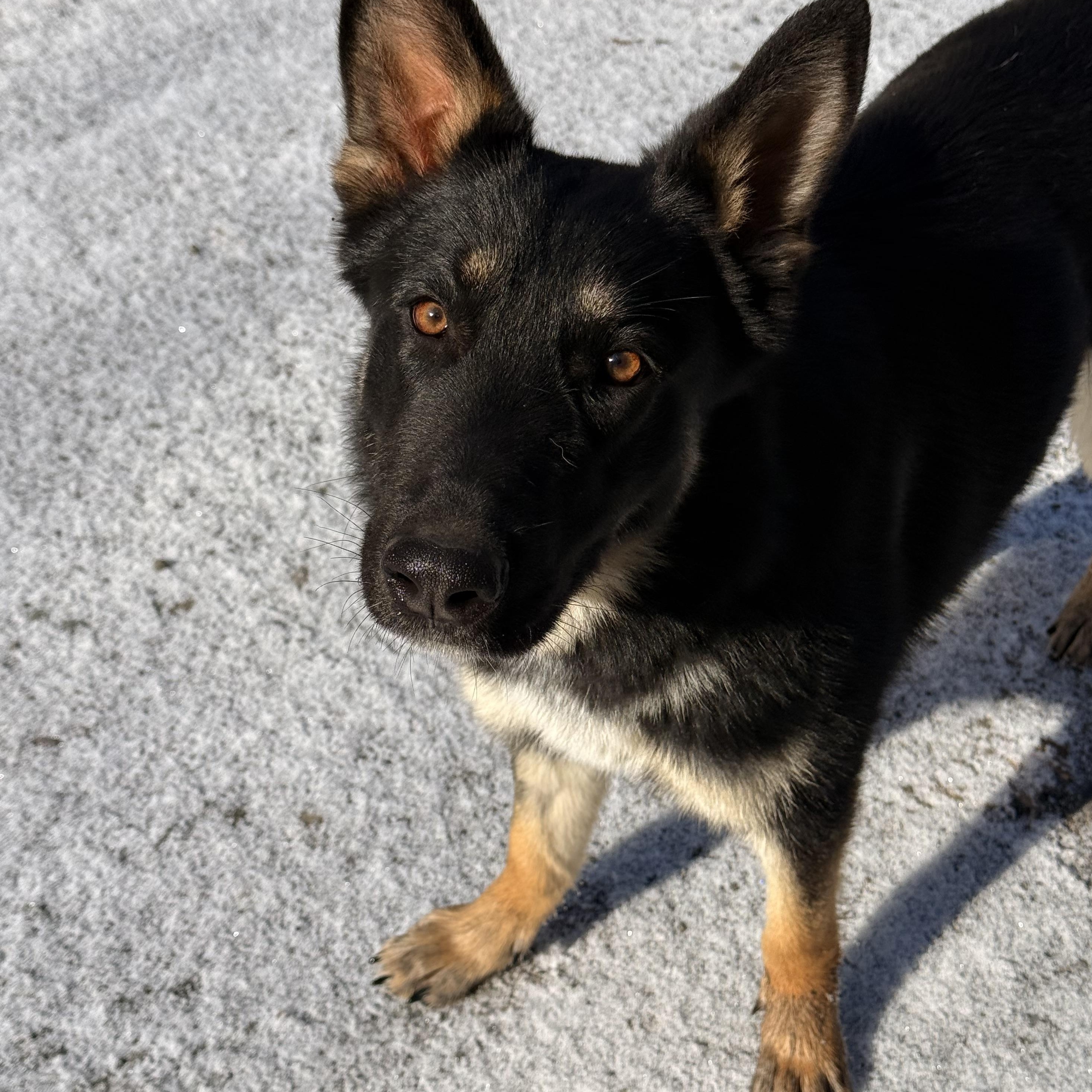 Sakari, adopted, Young Female German Shepherd Dog.