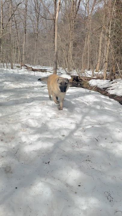 Enlarge Sakari, an adopted German Shepherd Dog in Milford, NY video 4/6