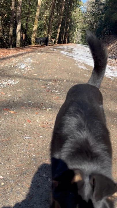 Enlarge Sakari, an adopted German Shepherd Dog in Milford, NY video 6/6