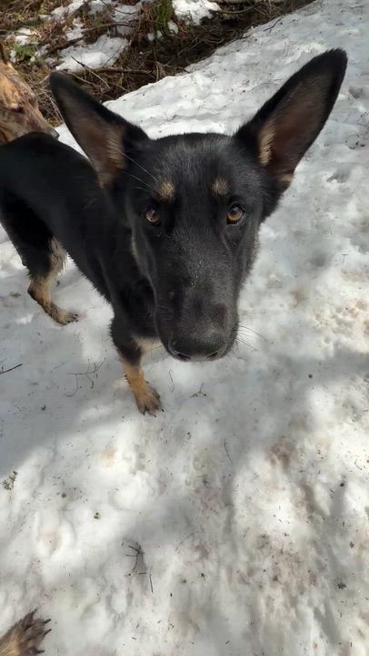 Enlarge Sakari, an adopted German Shepherd Dog in Milford, NY video 3/6