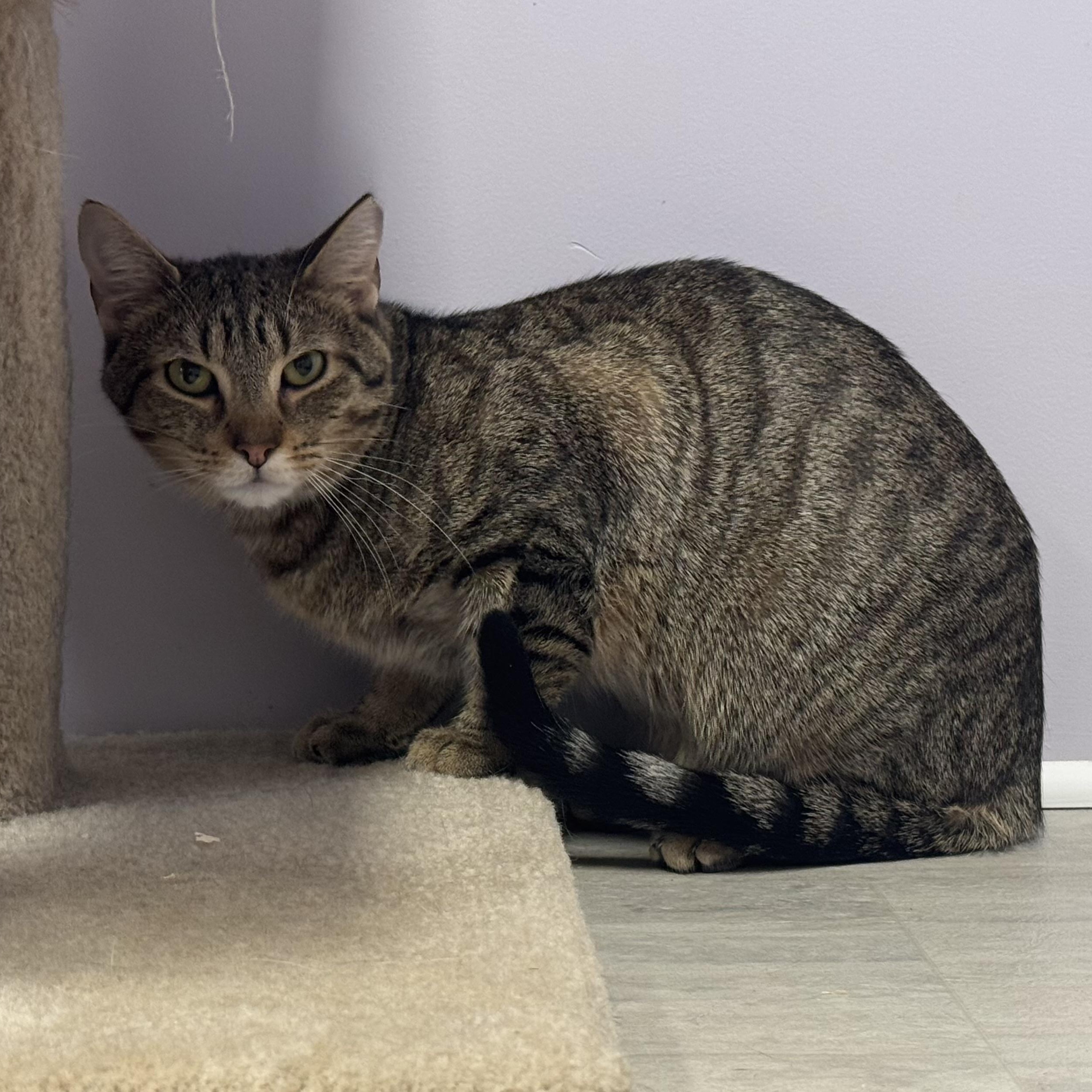 Butternut, a Adoptable Tabby in East Northport, NY image 3/5