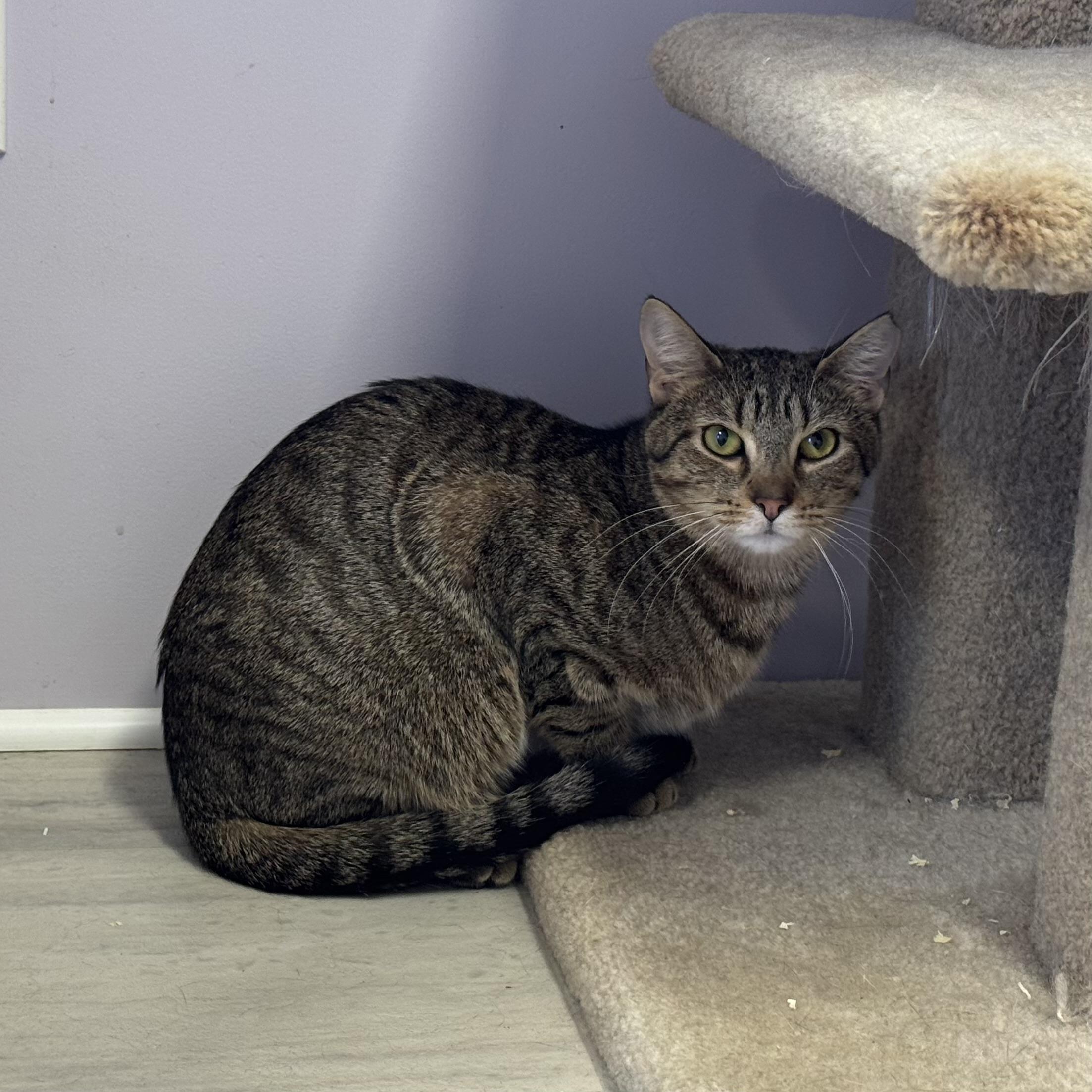 Butternut, a Adoptable Tabby in East Northport, NY image 4/5