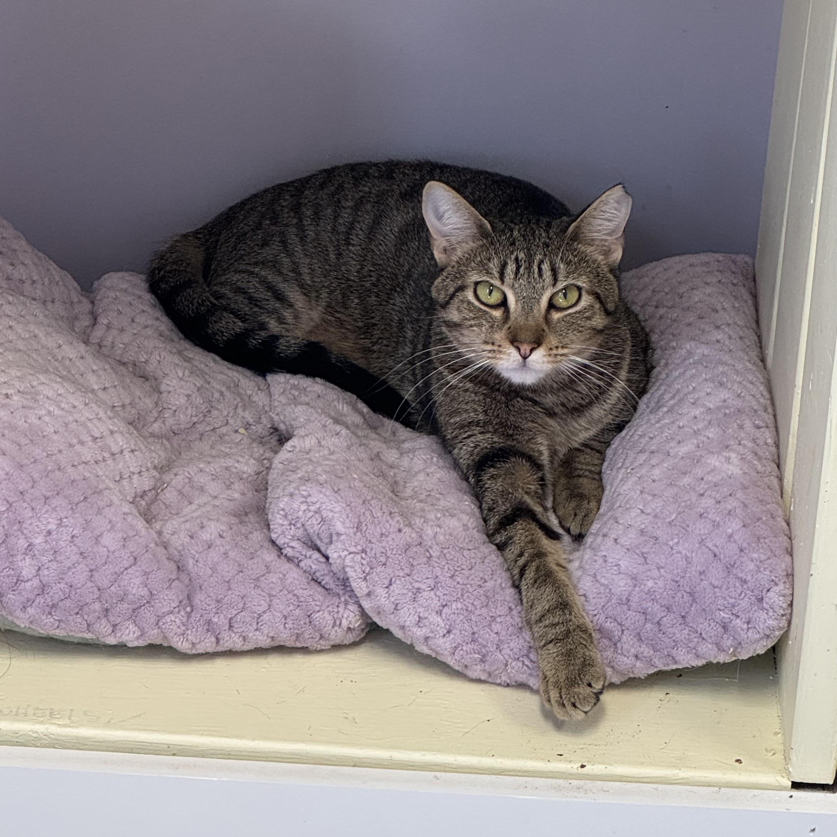 Butternut, Young Male Tabby