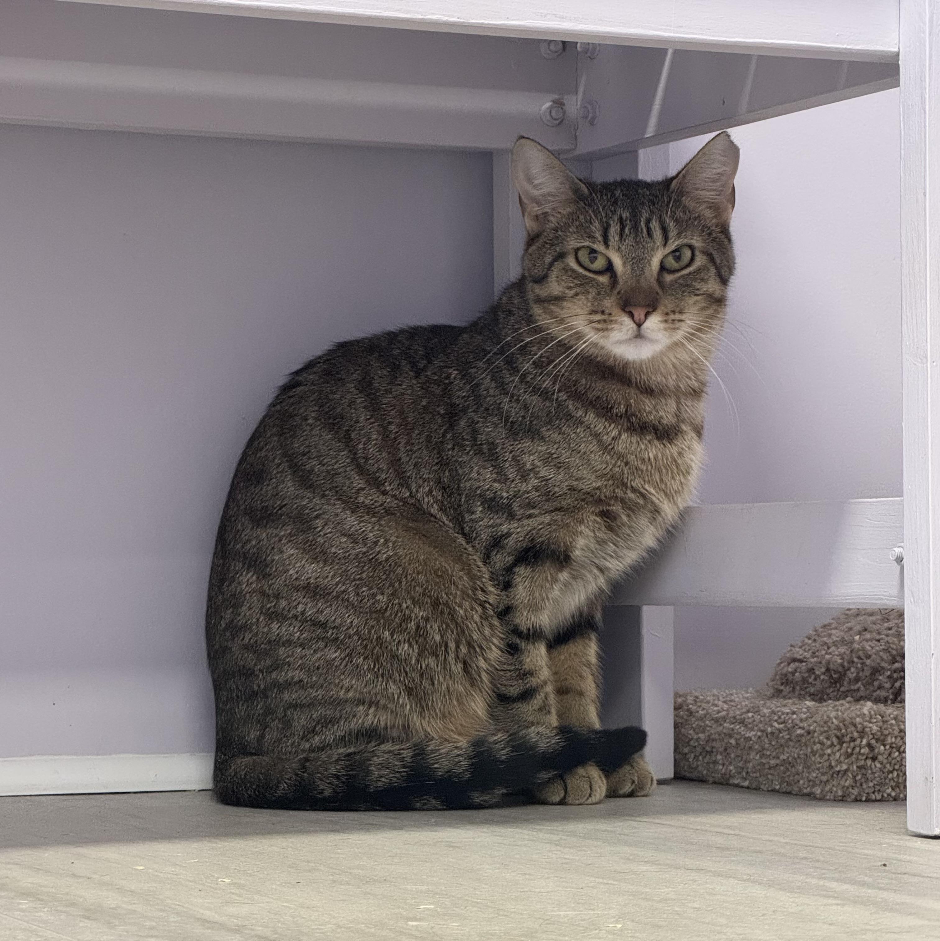Butternut, a Adoptable Tabby in East Northport, NY image 5/5