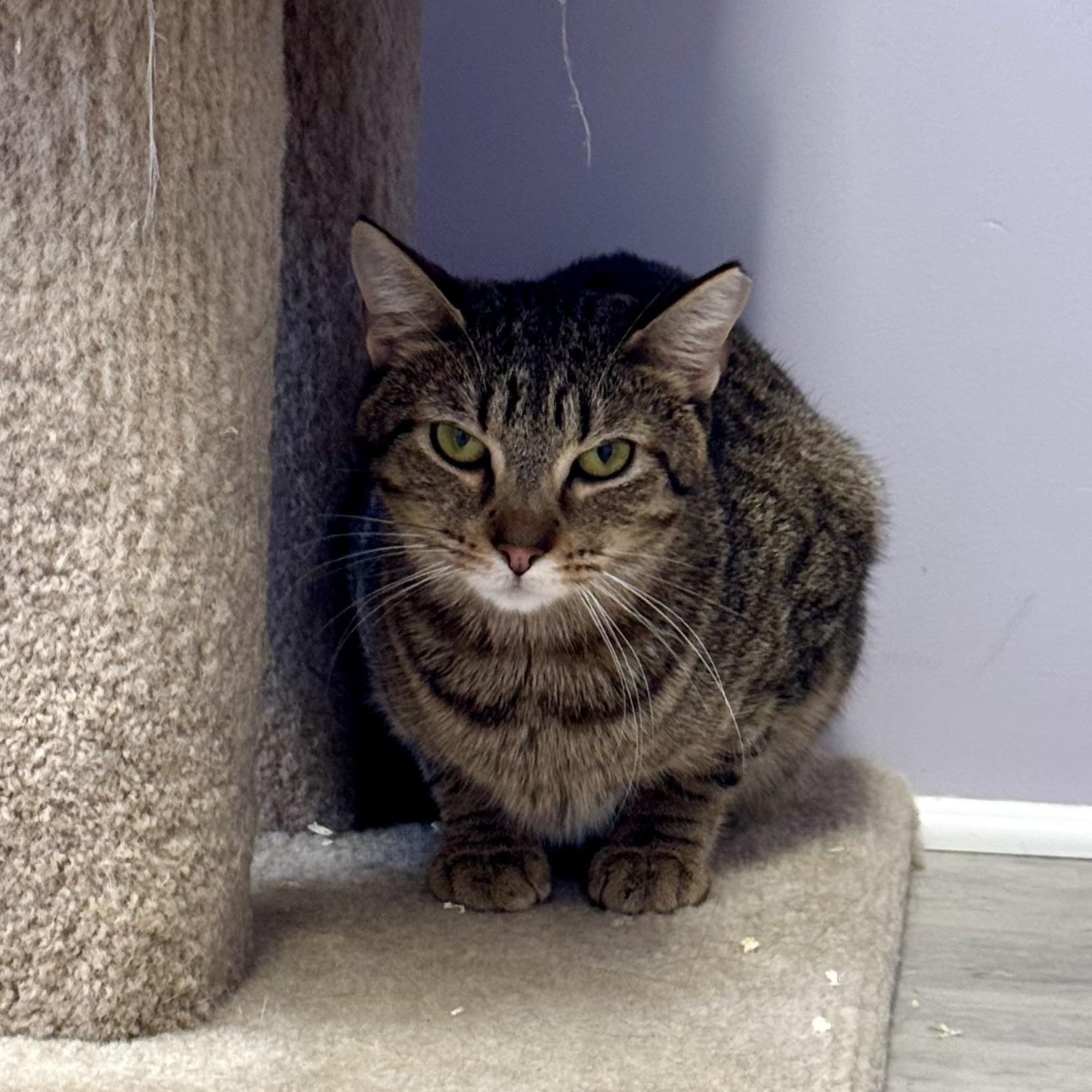 Butternut, a Adoptable Tabby in East Northport, NY image 1/5