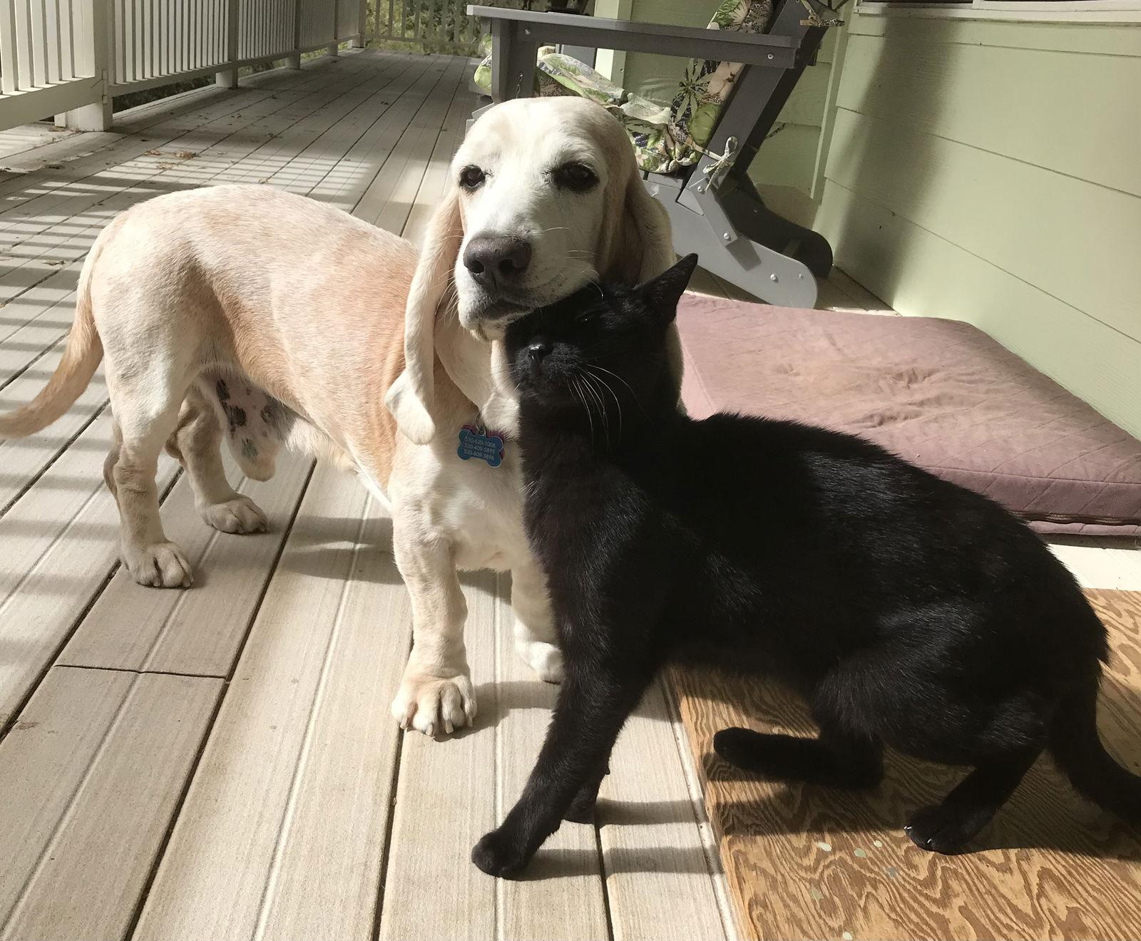 Arlo, Adopted, Senior Male Basset Hound.