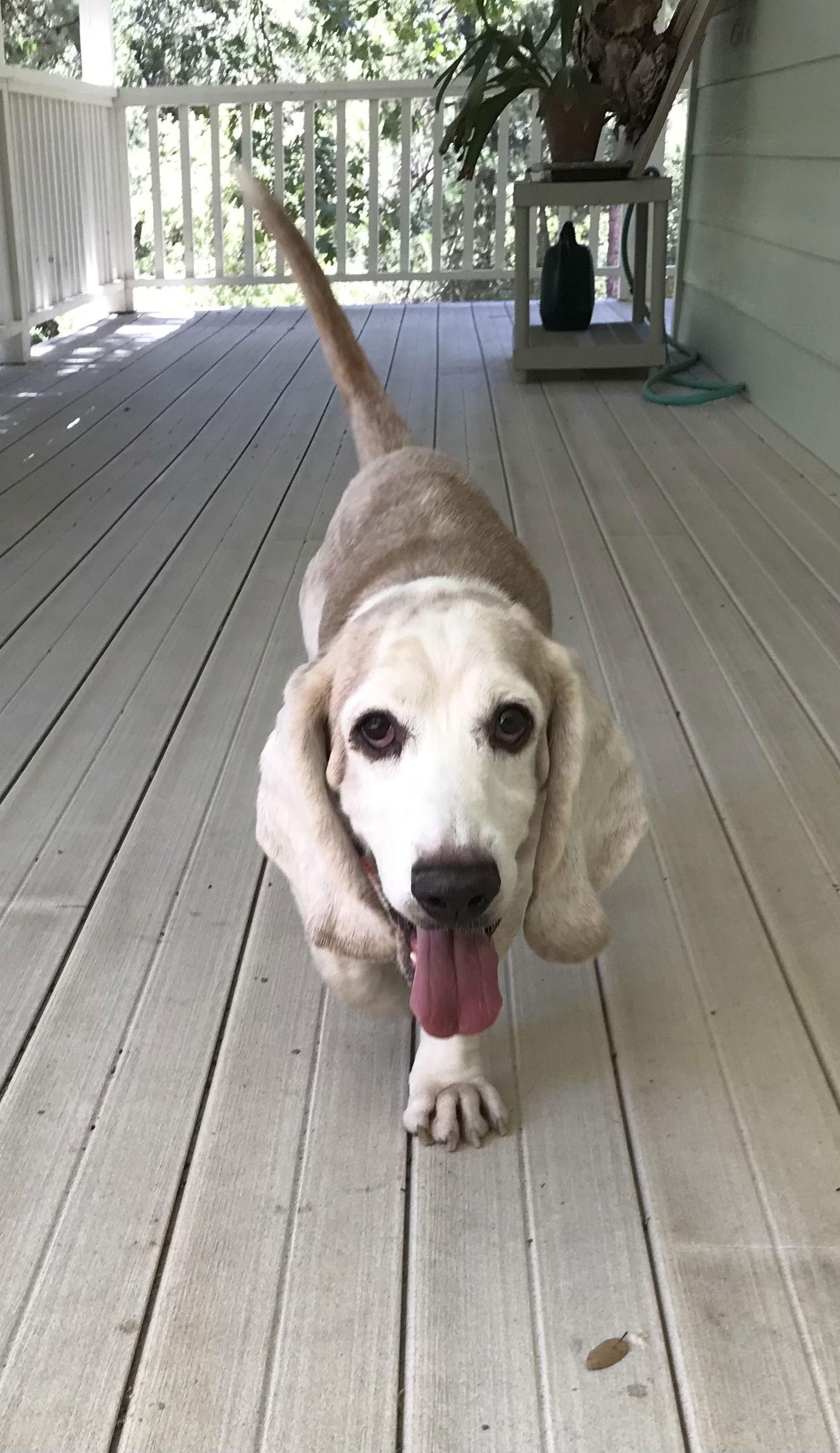 Enlarge Arlo, a Adopted Basset Hound in Petaluma, CA image 2/3