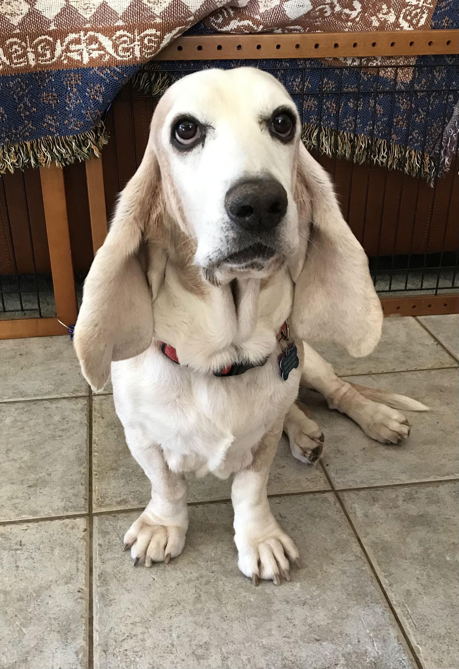 Enlarge Arlo, a Adopted Basset Hound in Petaluma, CA image 3/3