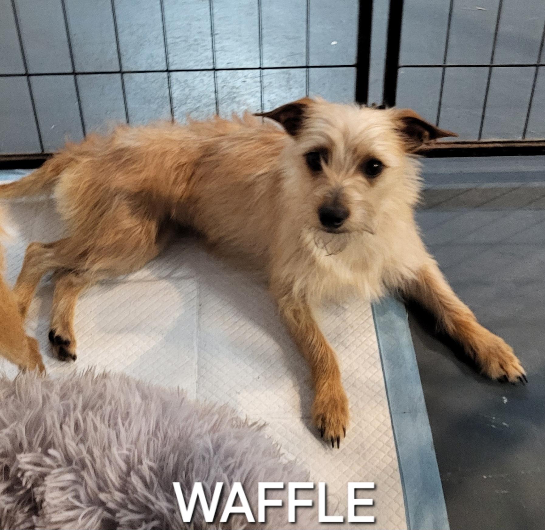 Waffle, adopted, Young Female Yorkshire Terrier & Chihuahua.