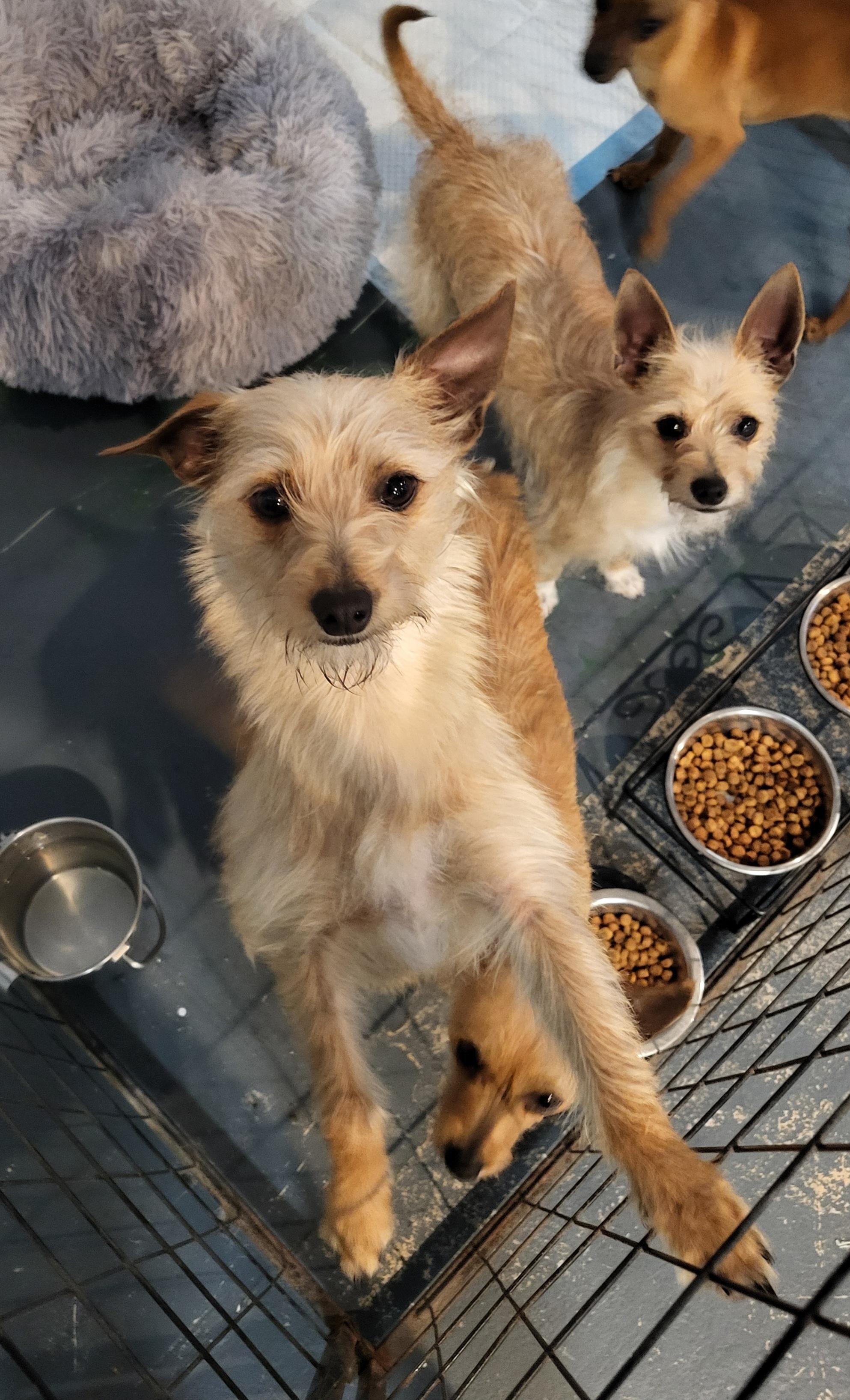 Waffle, an adopted mixed breed in Sarasota, FL image 2/3
