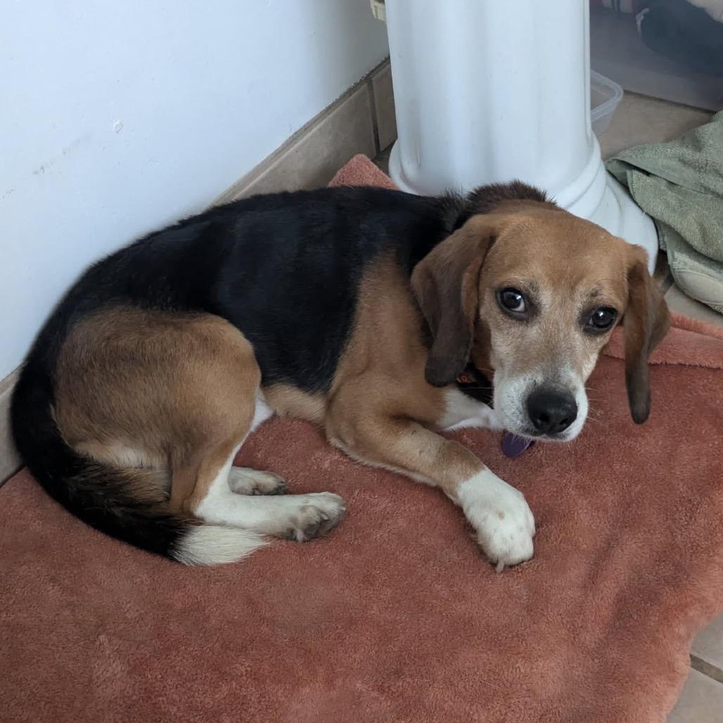 Jack, a Adoptable Beagle in Nowata, OK image 1/4