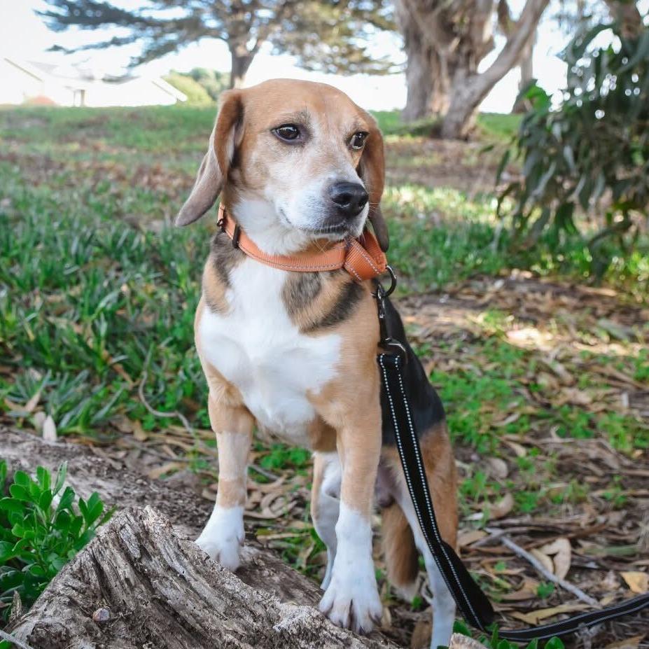 Jack, a Adoptable Beagle in Nowata, OK image 2/4