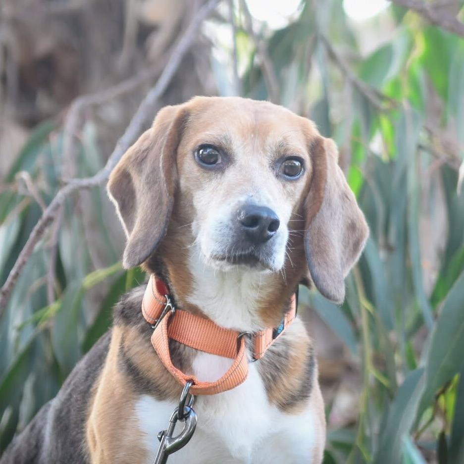 Jack, a Adoptable Beagle in Nowata, OK image 3/4