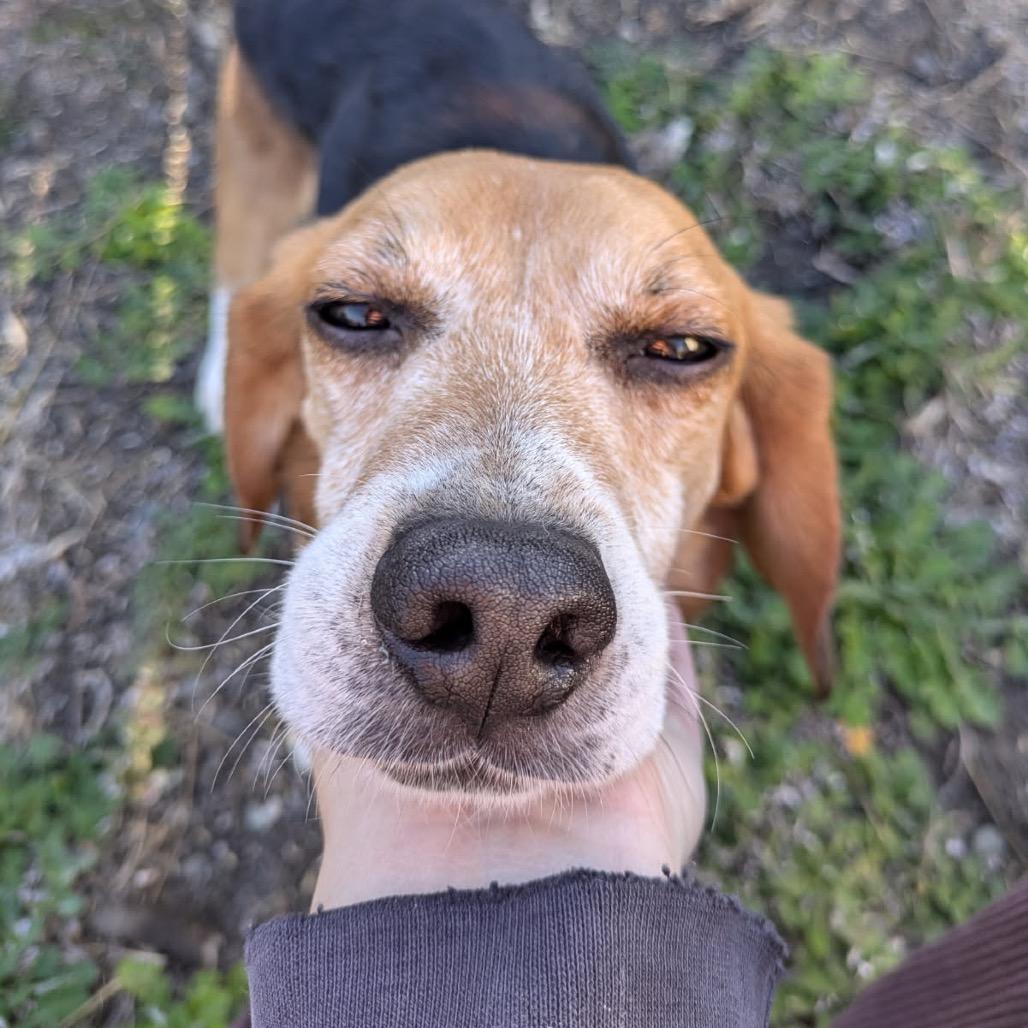 Jack, a Adoptable Beagle in Nowata, OK image 4/4
