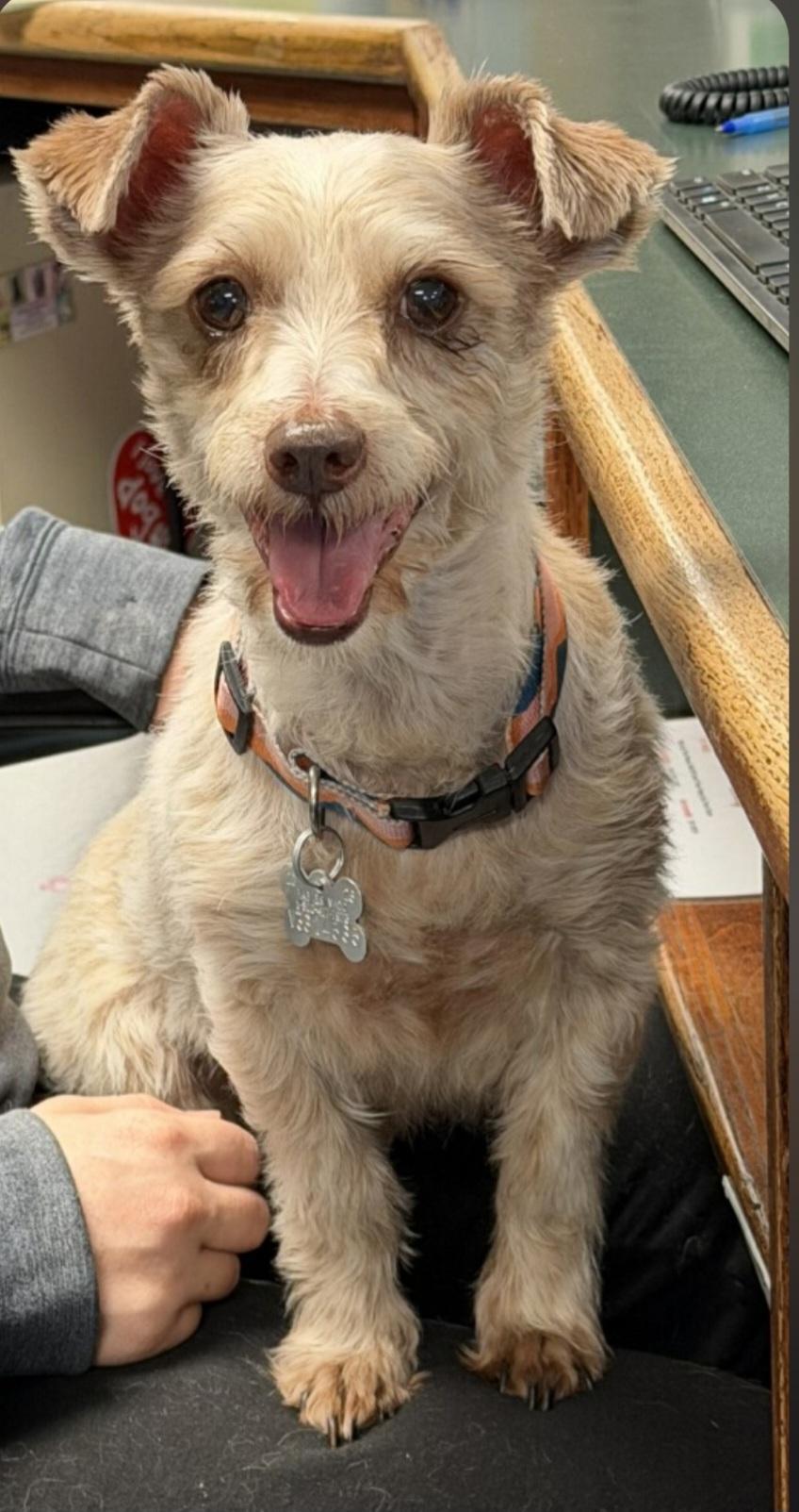 Benji, ADOPTABLE, Adult Male Jack Russell Terrier & Miniature Poodle.