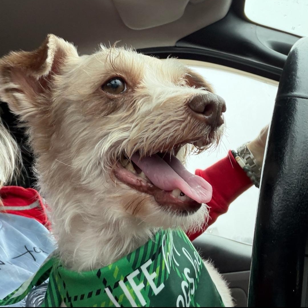 Benji, an adoptable mixed breed in Greenville, SC image 5/5