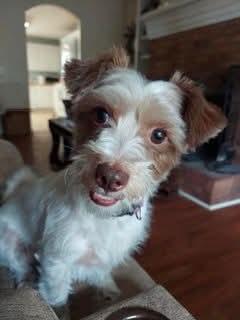 Benji, ADOPTABLE, Adult Male Jack Russell Terrier & Miniature Poodle.