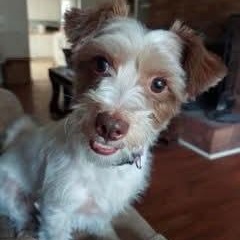 Benji, an adoptable mixed breed in Greenville, SC image 2/5