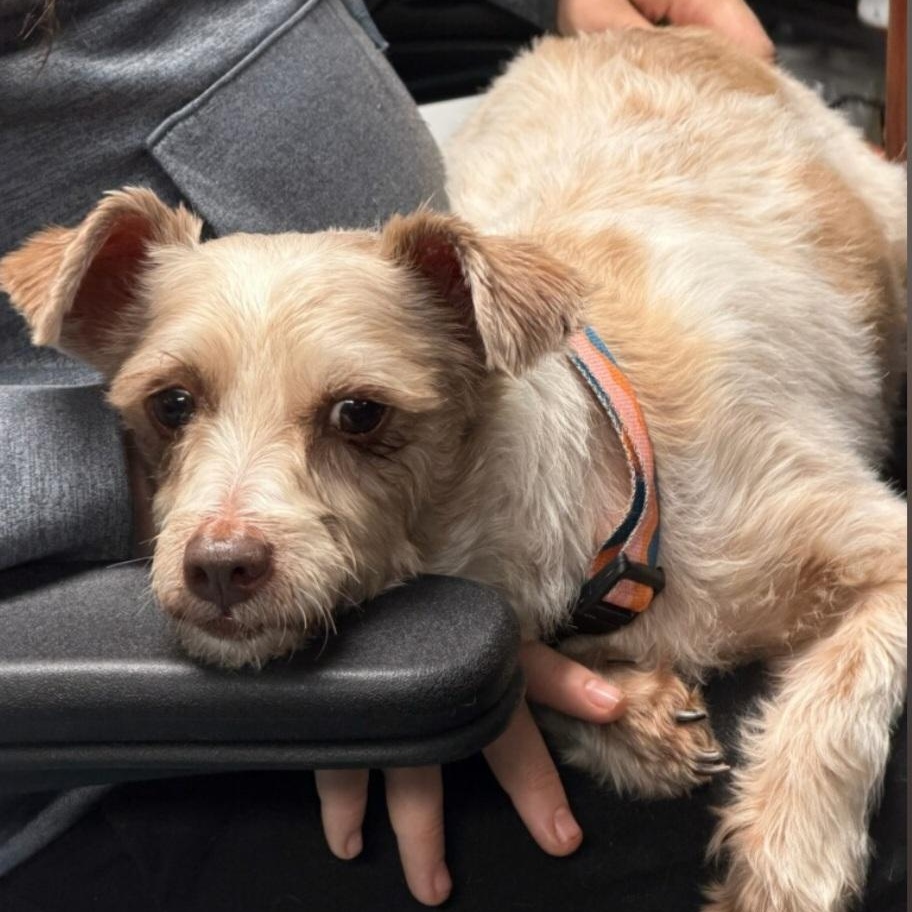 Benji, an adoptable mixed breed in Greenville, SC image 3/5