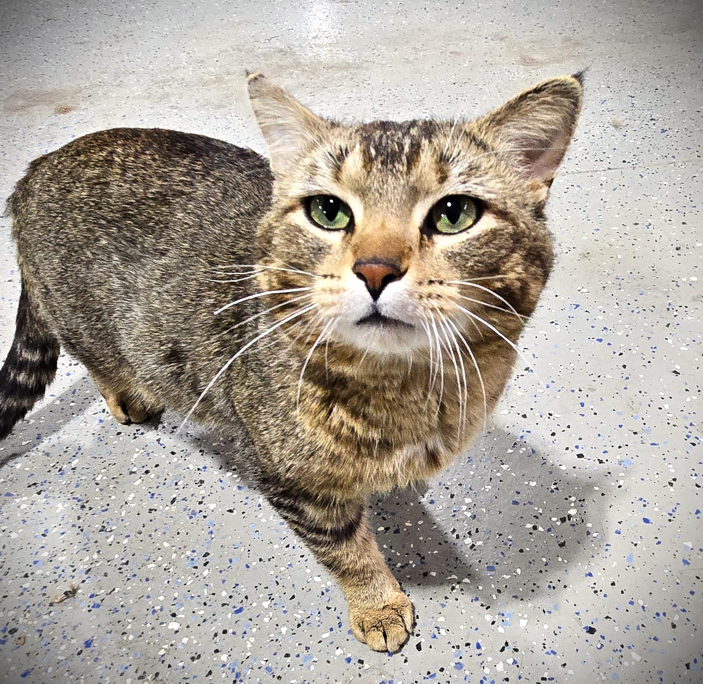 ATLAS, a ADOPTABLE Domestic Short Hair in Mankato, MN image 5/5