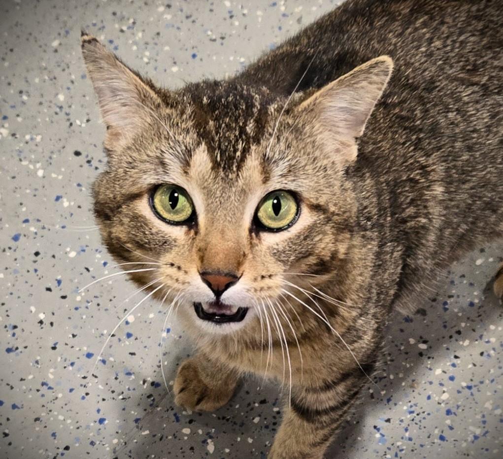 ATLAS, a ADOPTABLE Domestic Short Hair in Mankato, MN image 1/5