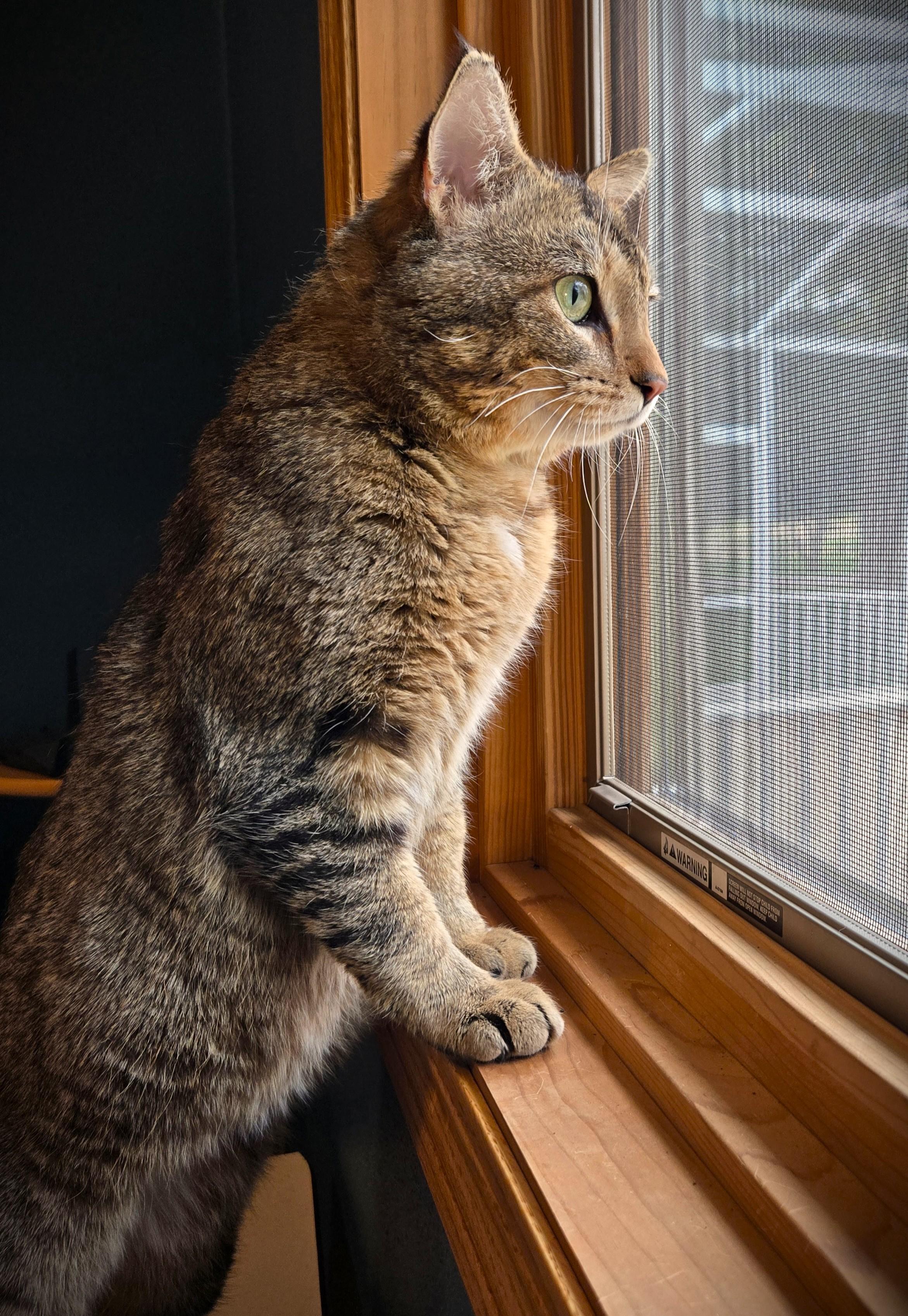 ATLAS, a ADOPTABLE Domestic Short Hair in Mankato, MN image 2/5
