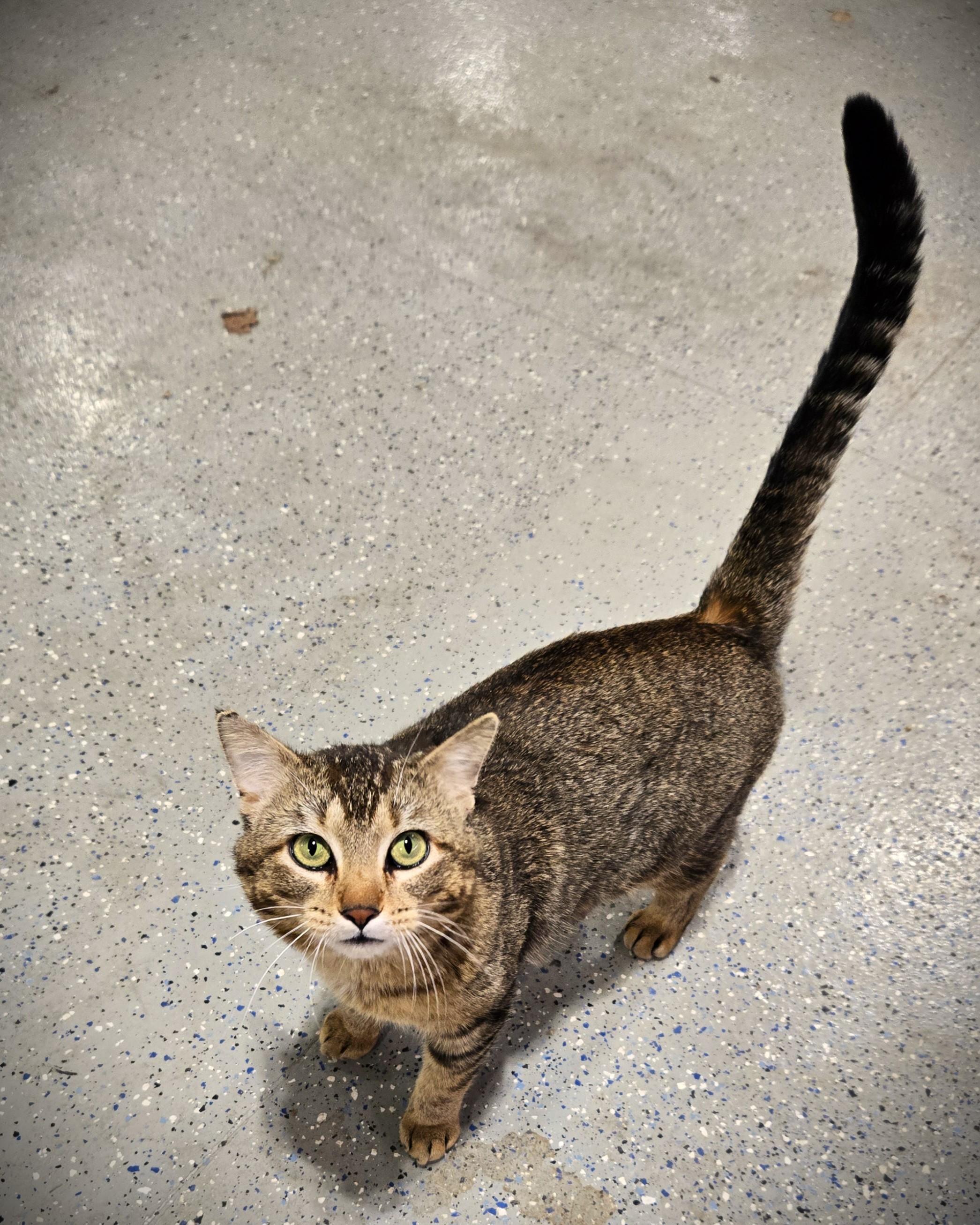 ATLAS, a ADOPTABLE Domestic Short Hair in Mankato, MN image 4/5