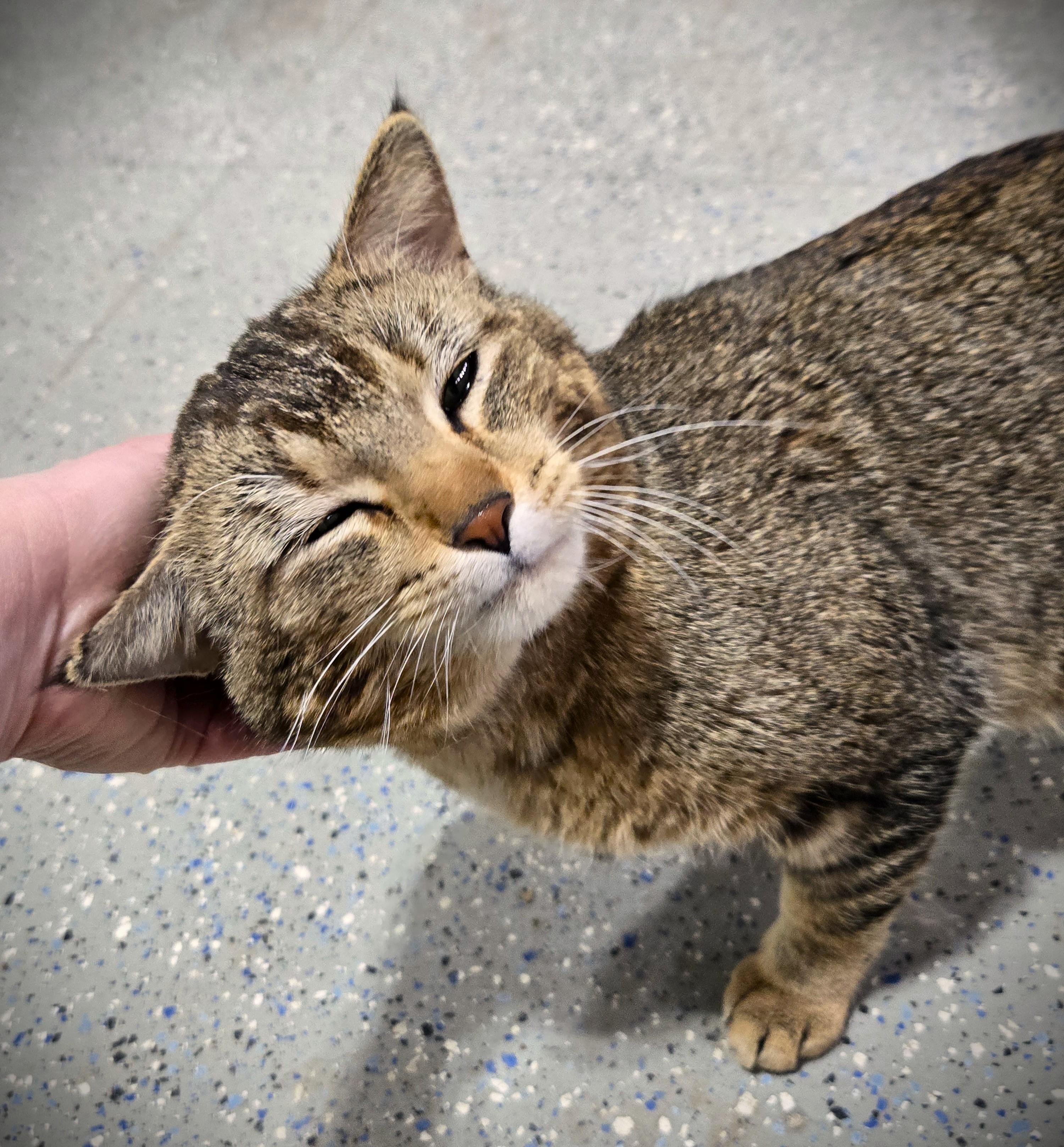 ATLAS, a ADOPTABLE Domestic Short Hair in Mankato, MN image 3/5