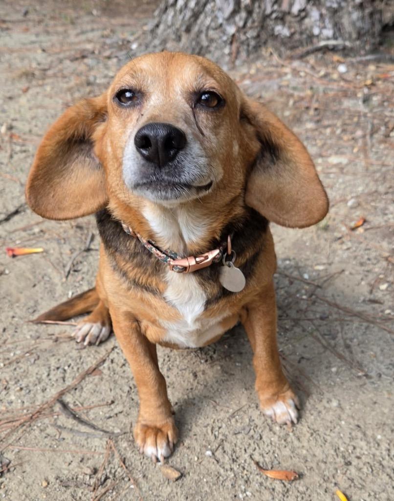 Pippy, Adoptable, Adult Female Beagle.