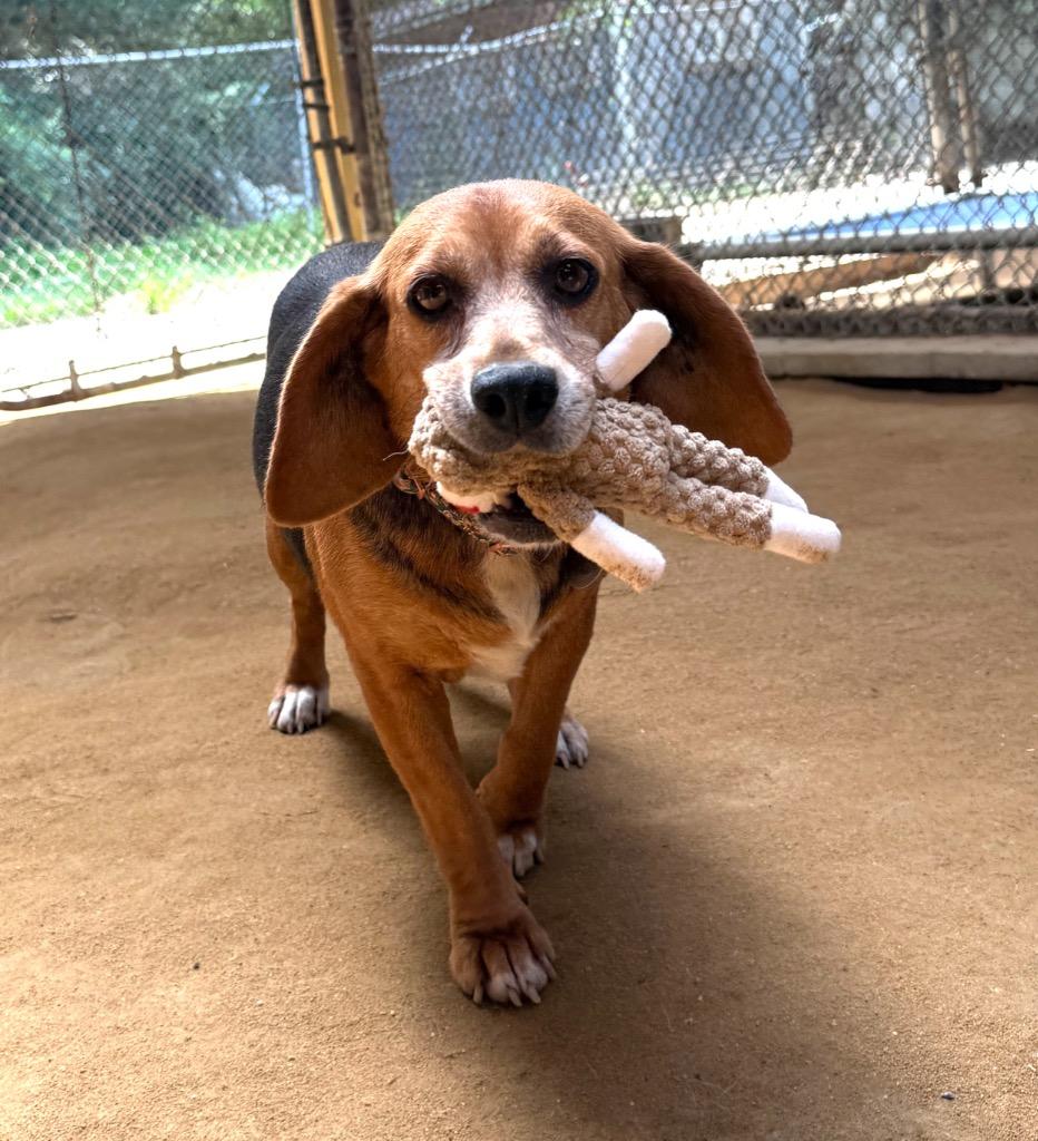 Enlarge Pippy, a Adoptable Beagle in Hampton, VA image 2/5