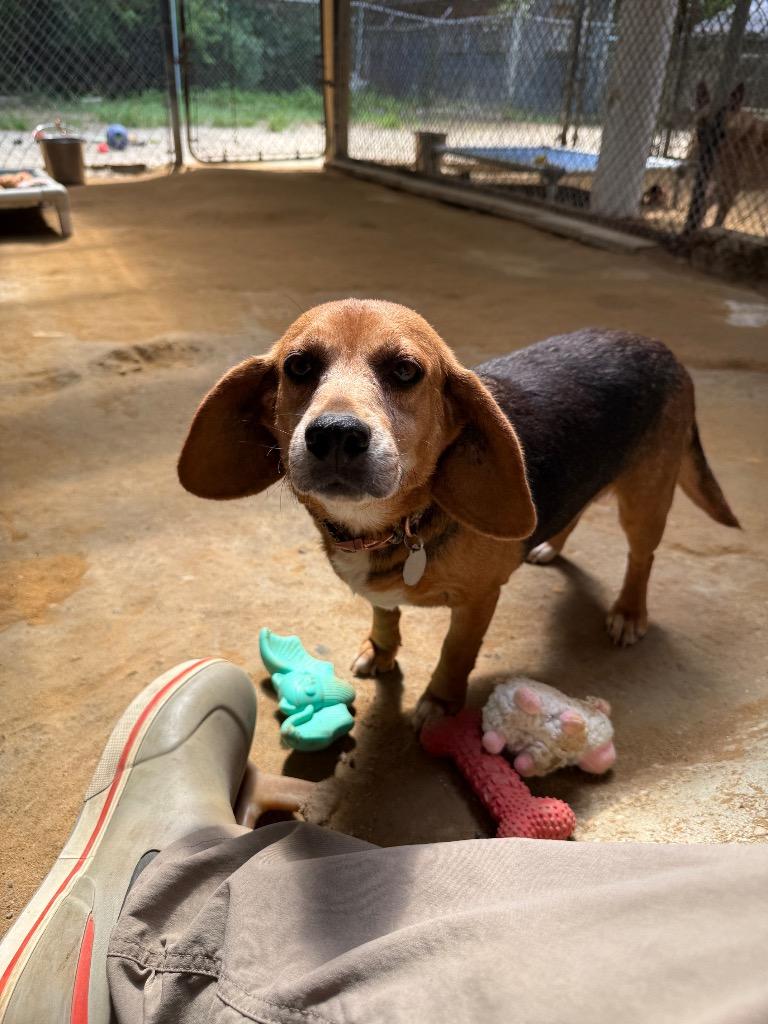Enlarge Pippy, a Adoptable Beagle in Hampton, VA image 3/5