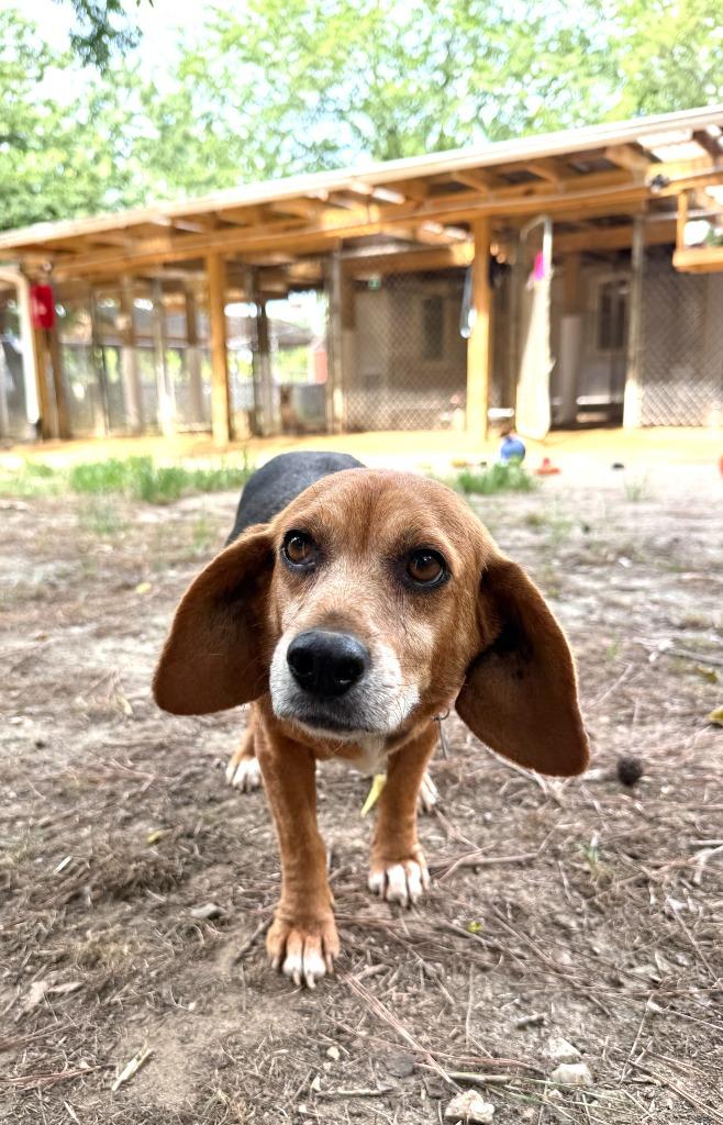 Enlarge Pippy, a Adoptable Beagle in Hampton, VA image 4/5