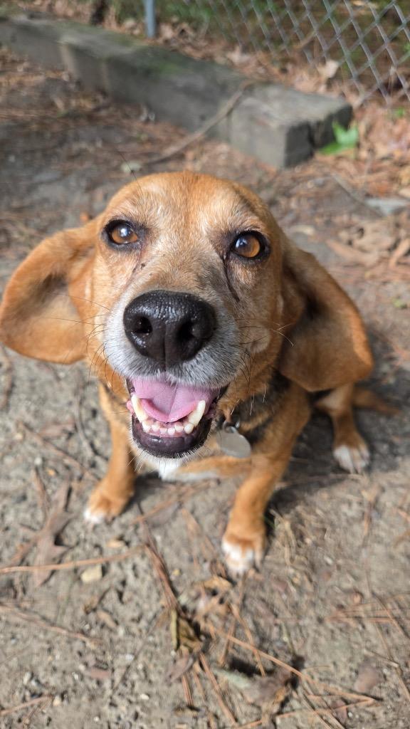 Enlarge Pippy, a Adoptable Beagle in Hampton, VA image 5/5
