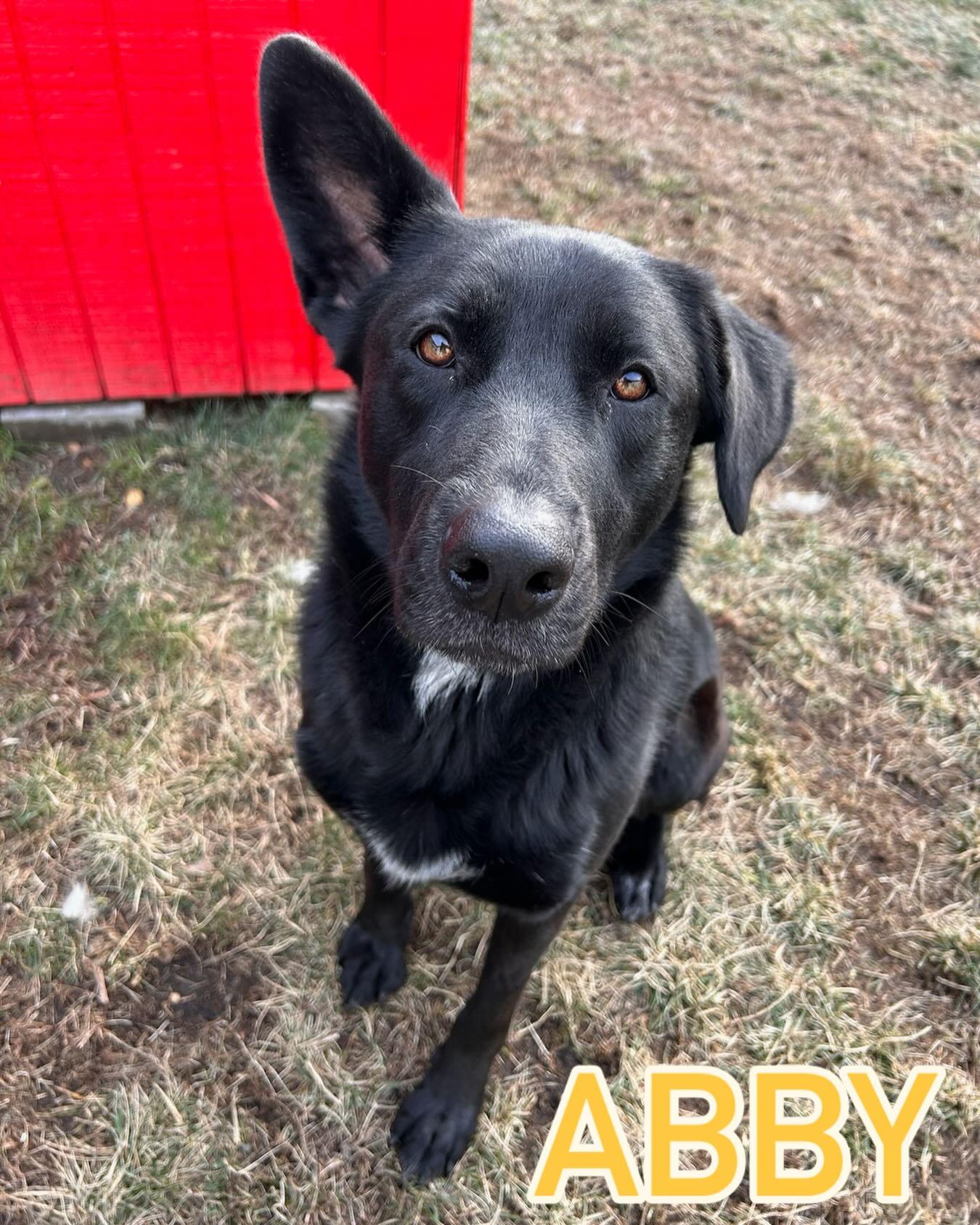 Abby Tag #1923, ADOPTABLE, Young Female Shepherd.