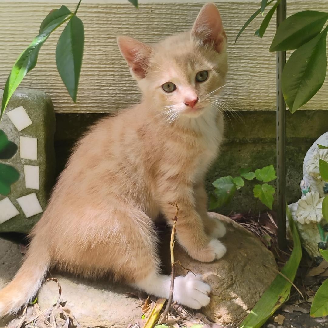 Rubio, Baby Male unknown