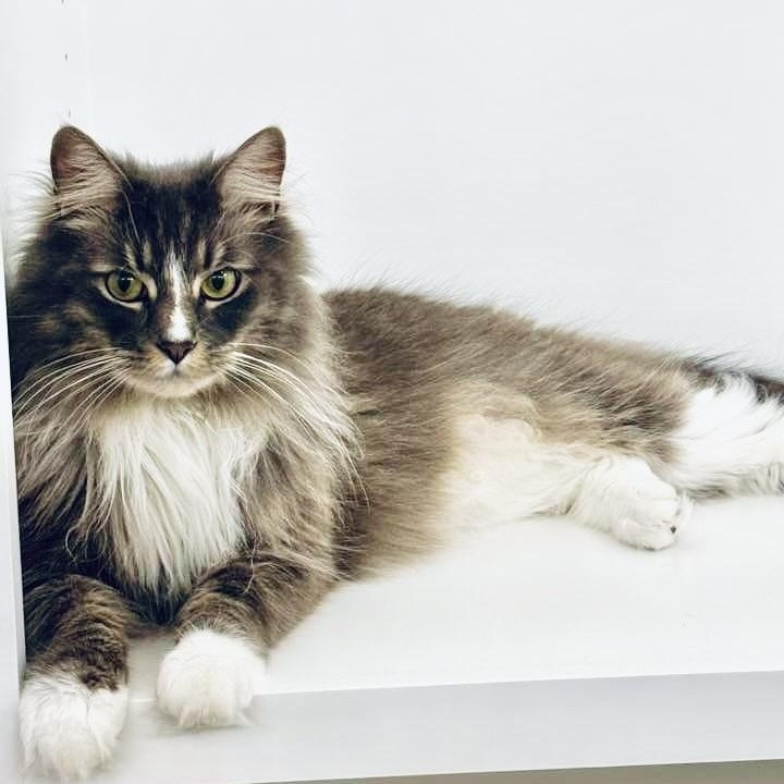 Riley, ADOPTABLE, Adult Male Domestic Long Hair.