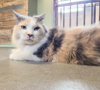 Tawni, Adoptable, Adult Female Domestic Short Hair & Domestic Short Hair.