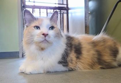 Tawni, a Adoptable mixed breed in South Bend, IN image 2/2