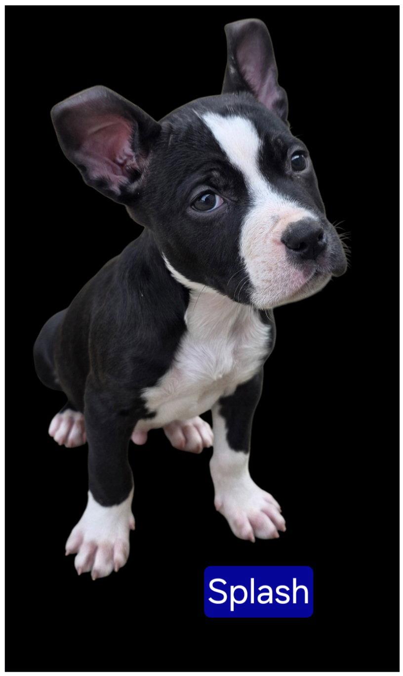 Splash, Adoptable, Young Male Pit Bull Terrier.